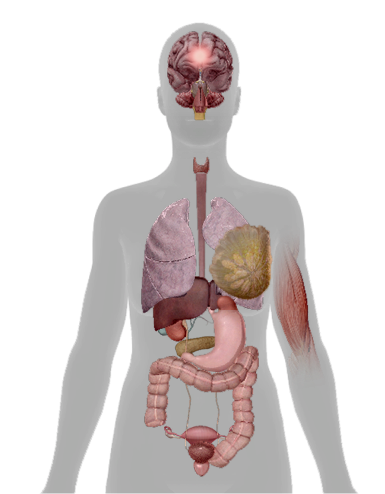 Illustrative human body graphic showing tumor locations where B7-H3 protein expression has been reported across various solid cancers. Each site is clickable to display prevalence data.